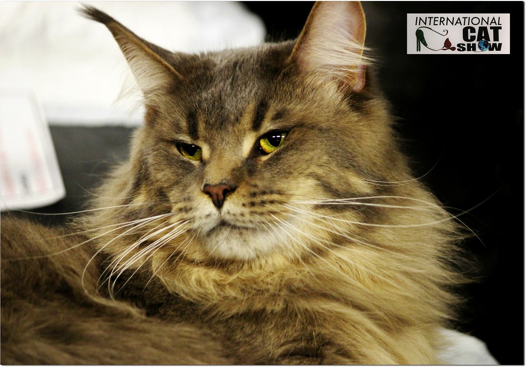 maine coon cats for sale