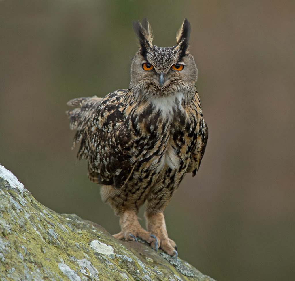 Eurasian eagle-owl | Photographed in the wild in the UK Unti… | Flickr
