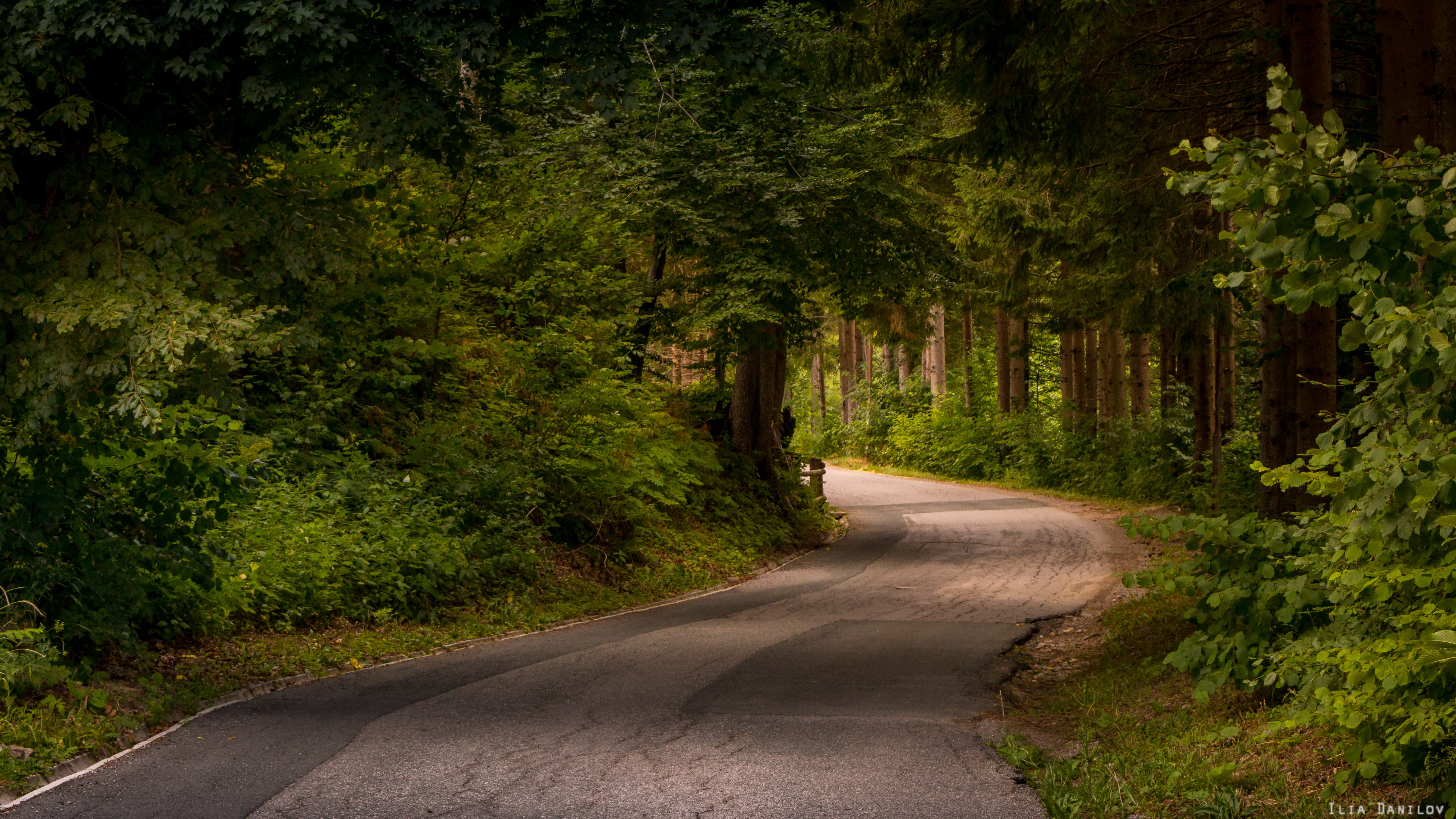 Дорога в красивом лесу. Форкс штат Вашингтон природа осень. Дорога в лесу. Лесная дорога. Природа лес дорога.