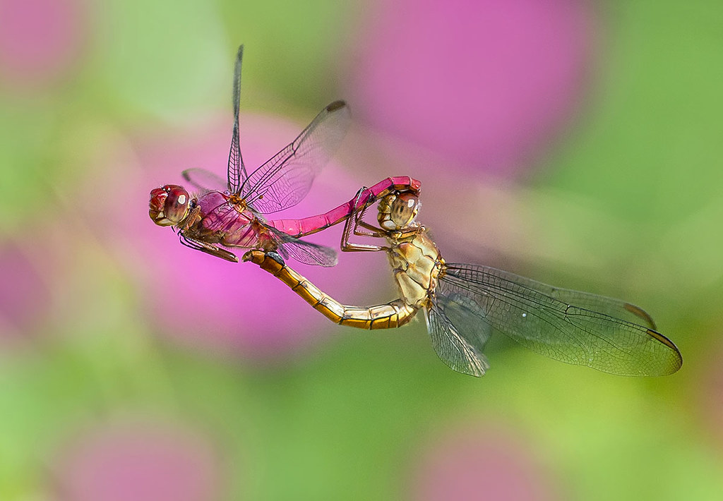 In flight entertainment. Carmine Skimmer Dragonflies in flight mating.