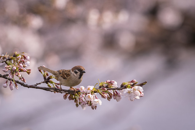 Sakura Sparrow