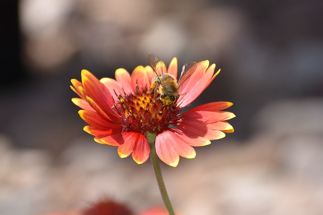 Flower & Bee