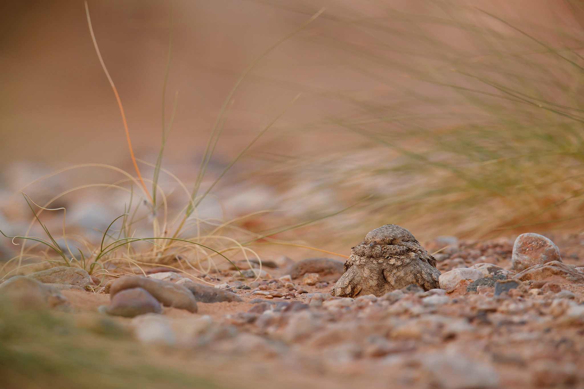 Caprimulgus aegyptius | Egyptian Nightjar | ökennattskärra