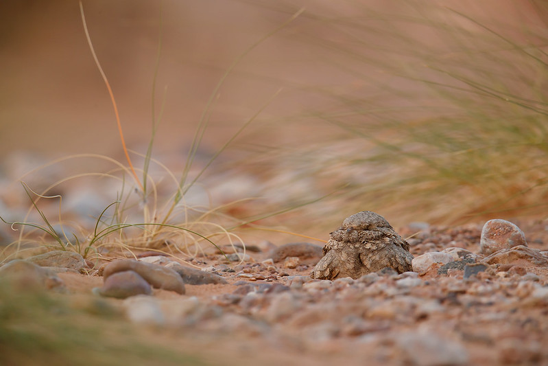 Caprimulgus aegyptius | Egyptian Nightjar | ökennattskärra