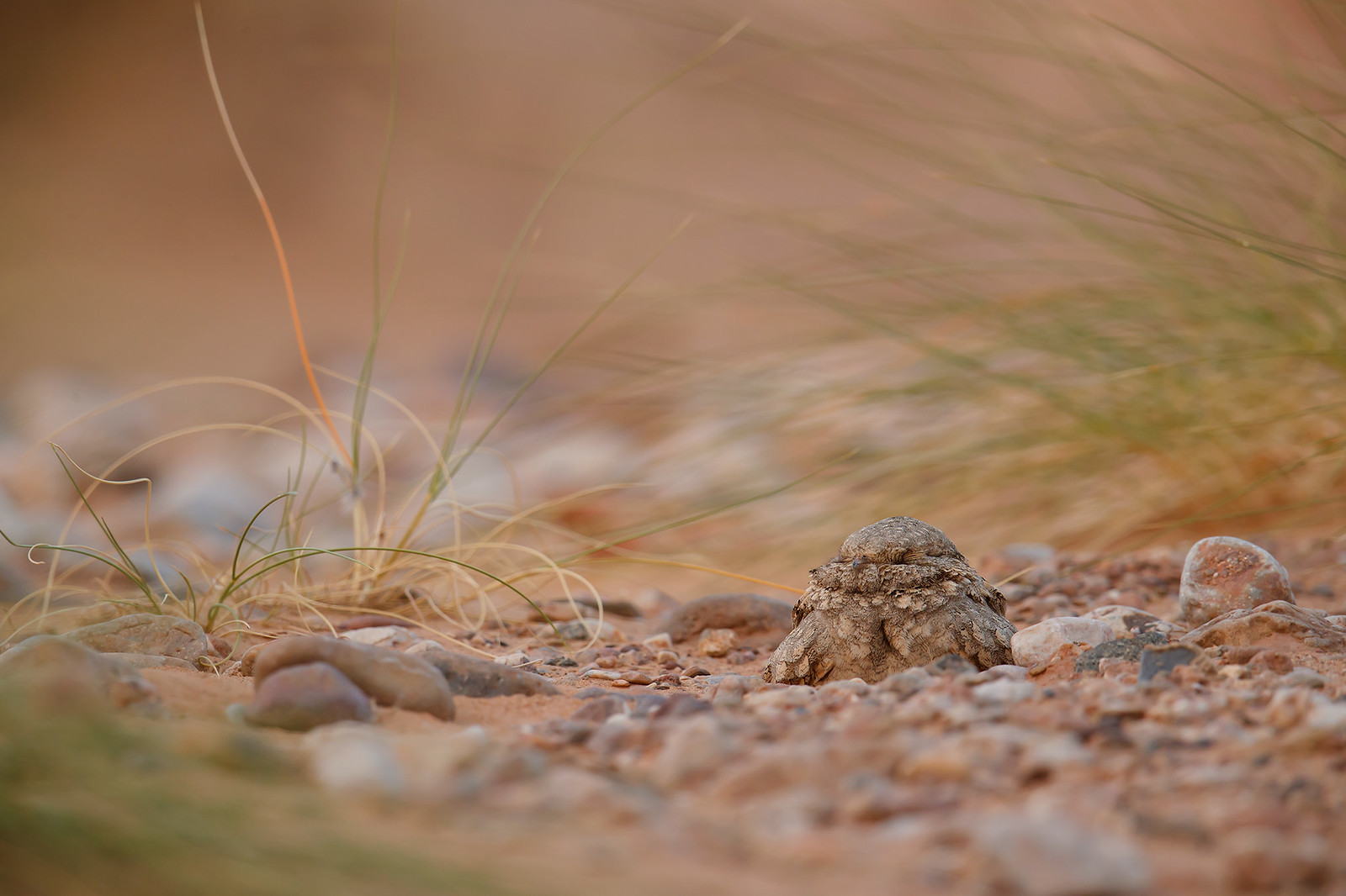 Caprimulgus aegyptius | Egyptian Nightjar | ökennattskärra