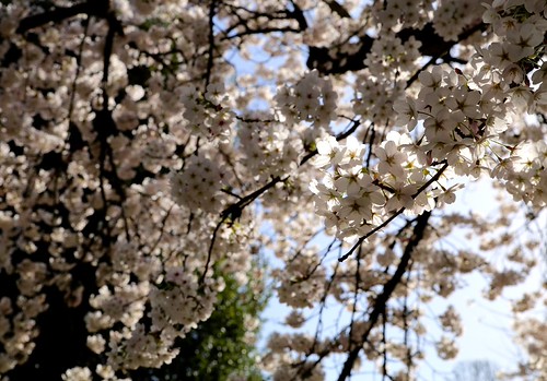 Een mooie lentedag in de Leuvense Kruidtuin (07/04/2018)