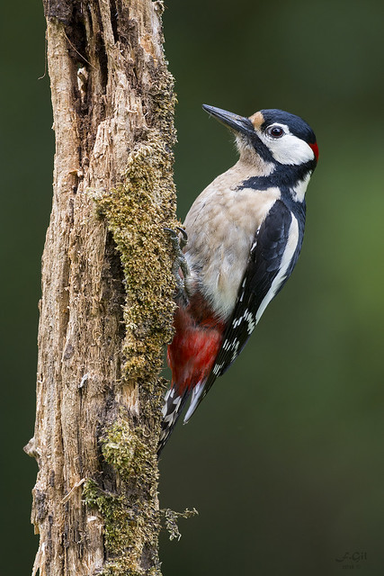 Pica Pau malhado grande I Great spotted woodpecker