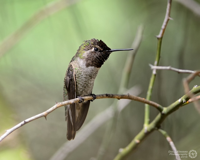 male Anna's Hummingbird