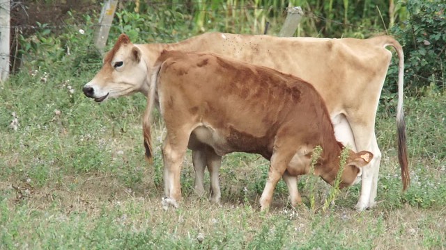 Vache allaitante C0001 (1)