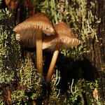 fungus and lichen