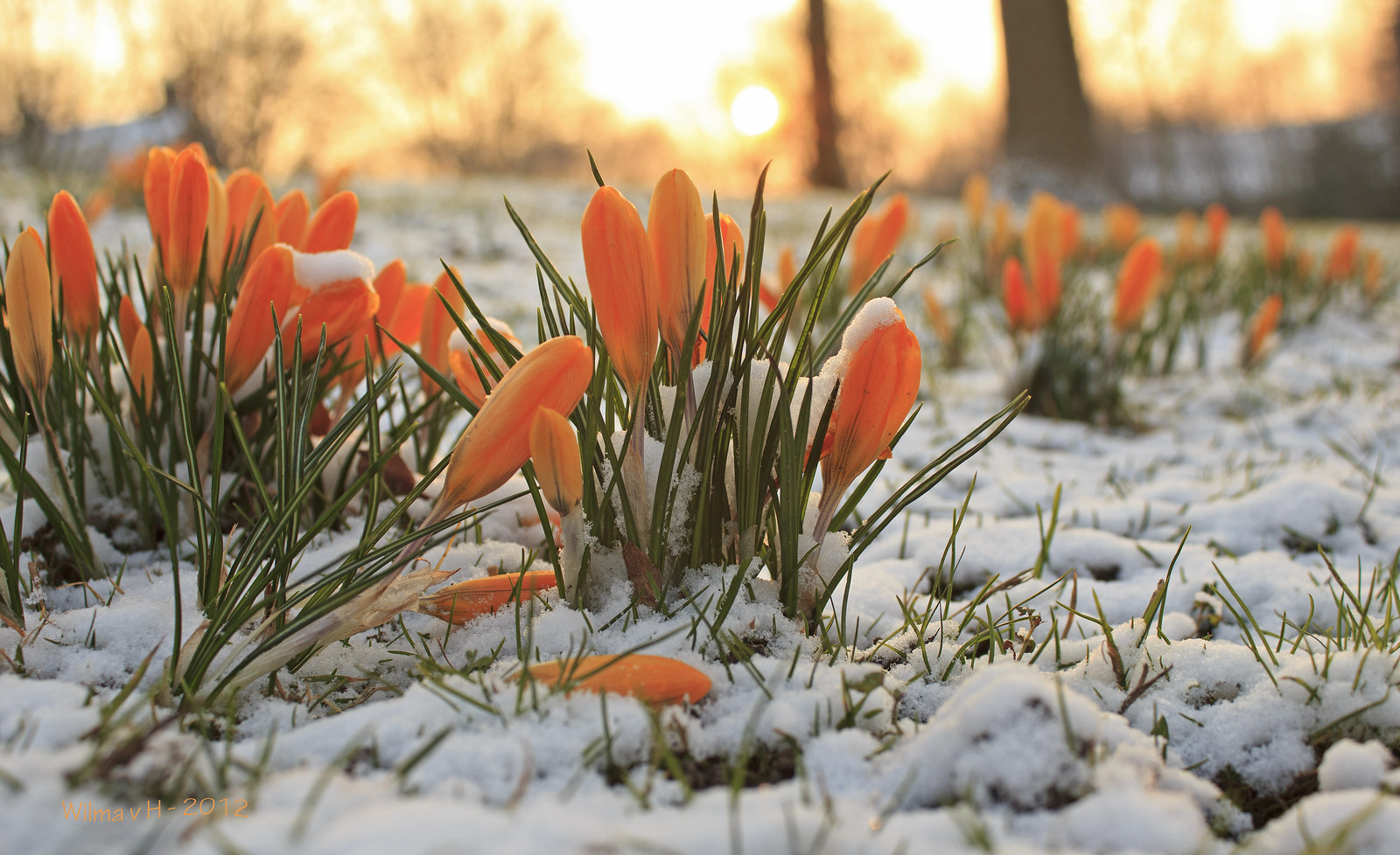 Early Spring or late winter: Crocus in the snow - Explore