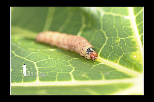 Just a Caterpillar