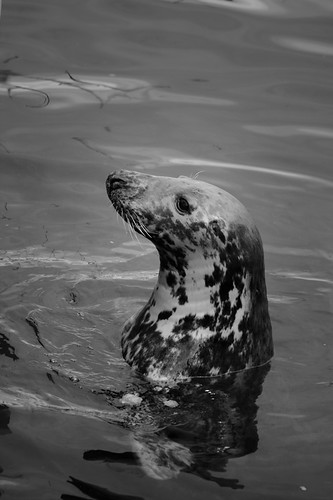 sea bw white fish black scotland boat fishing islay seal