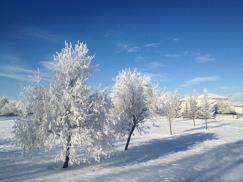 trees winter sky snow ice field mobile clouds frost day iphone davidsmith calgaryalbertacanada