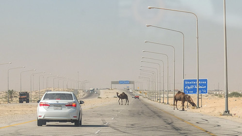middle east saudi arabia highway dammam camel road crossing wtf leonid iaitskyi fujifilm finepix x10 jubail nature animal sunny weather travel roadtrip