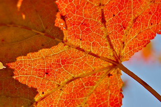 DSC_0942 | Red Leaf & Sun ©LMWade | PJProf20 | Flickr