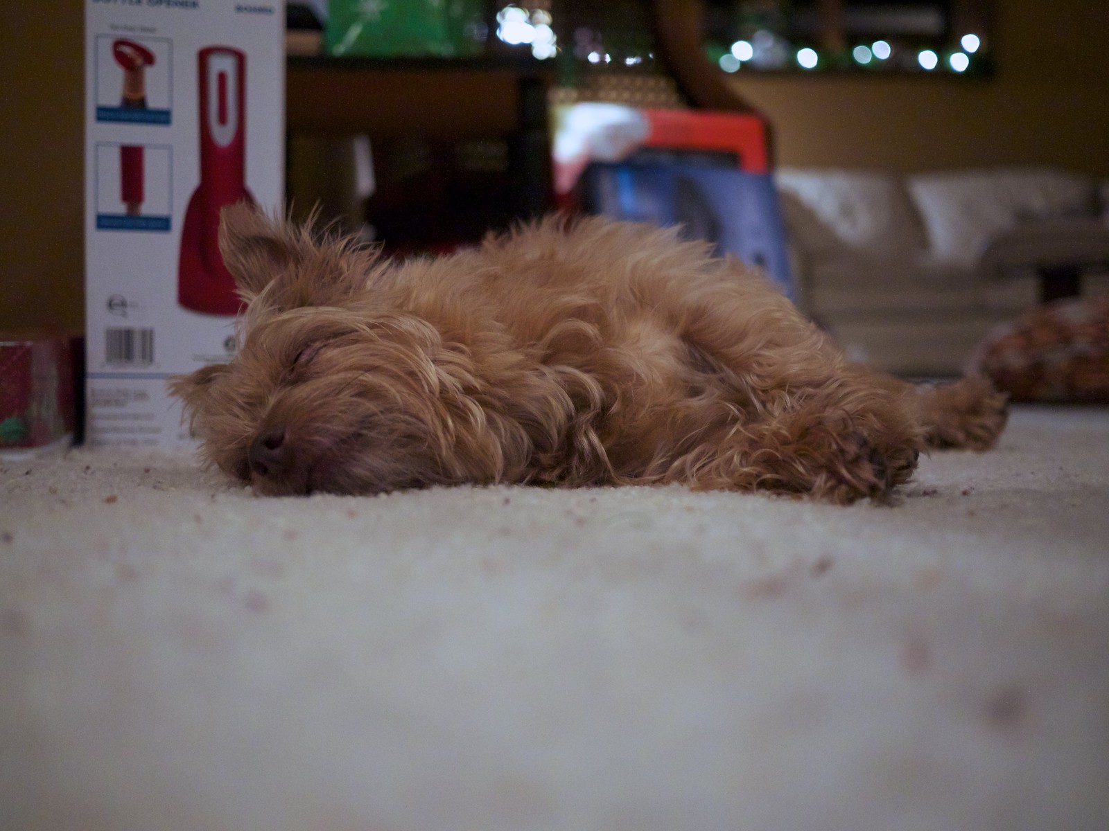 Tired Sam