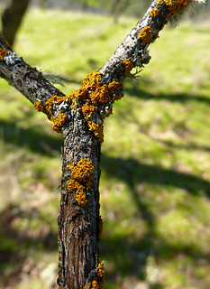 small orange lichen | wundoroo | Flickr