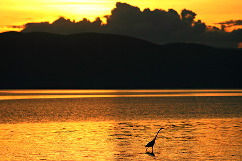 sunset mexico jalisco egret ajijic lakechapala