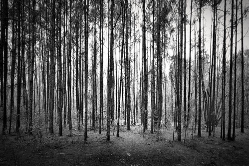 blackandwhite nature forest woods backlit toned pinetrees canonefs1022mmf3545usm mrgreenjeans gaylon gaylonkeeling