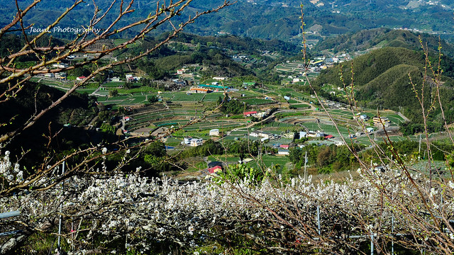 Blossom Hills
