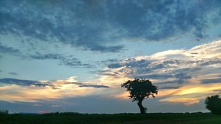 Sunset Aeppelboom Sunset Tranquil Scene Tree Scenics Tranquility Beauty In Nature Sky Grass Landscape Silhouette Field Nature Non-urban Scene Growth Idyllic Cloud - Sky Majestic Atmospheric Mood Atmosphere Outdoors