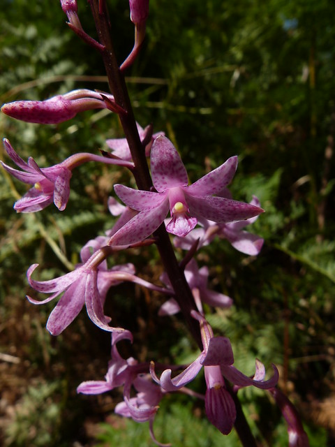 Dipodium roseum - Hyacinth Orchid