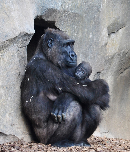 Bebé gorila con 10 semanas de vida