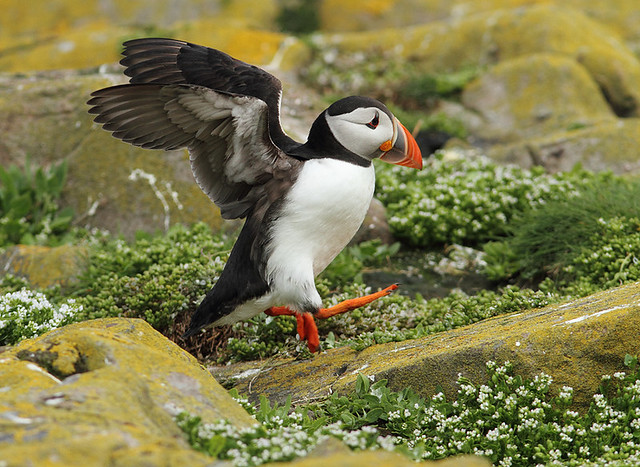 puffin style