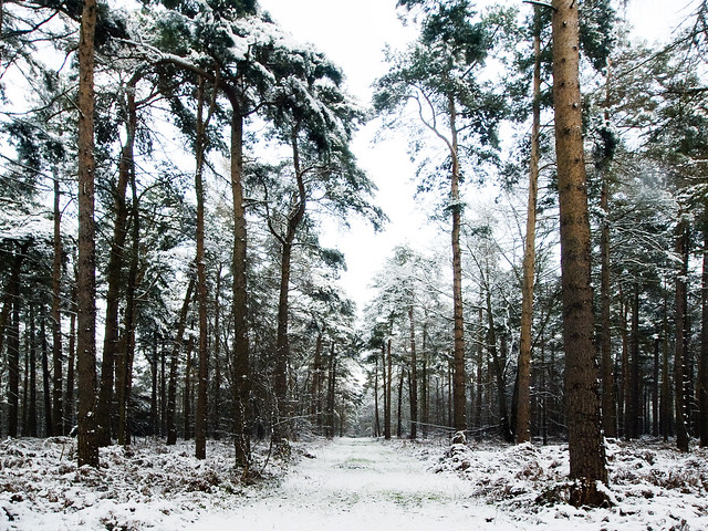 Sherwood Forest in the Snow