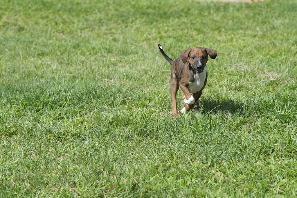 Azawakh Puppy Double-Suspension Gallop | Tazoudi is 5 1/2 we… | Flickr