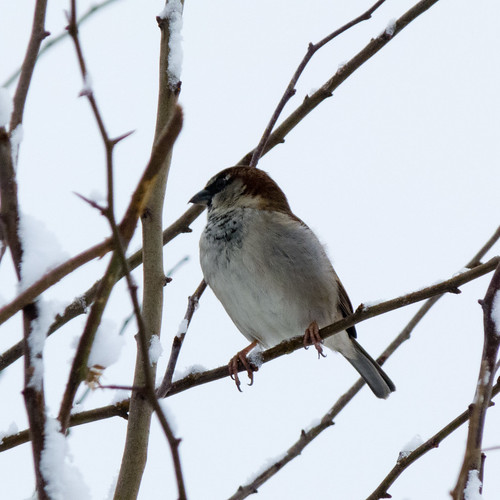 Sparrow in a hedge