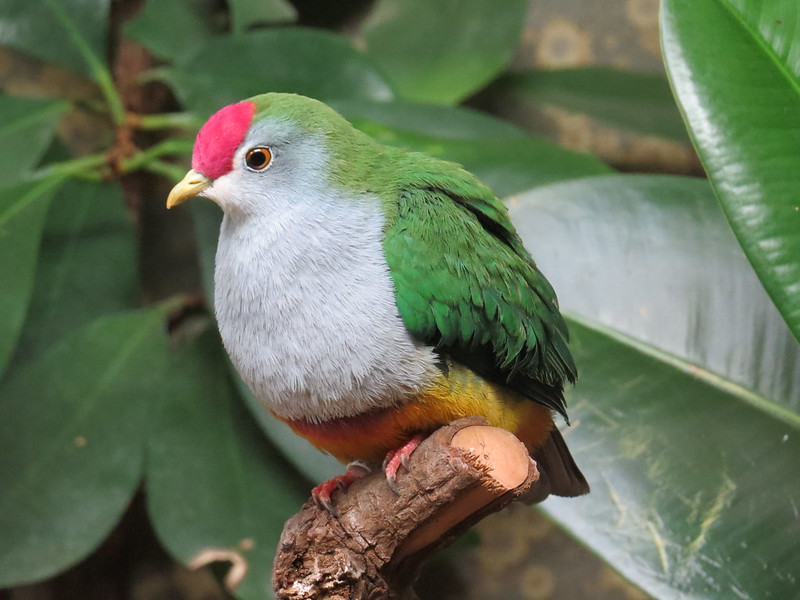 Beautiful fruit-dove Karvelis vaislesys gražusis