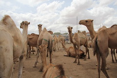 Camel Market (12)