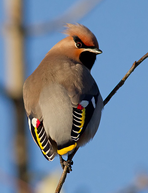 Waxwing - adult male