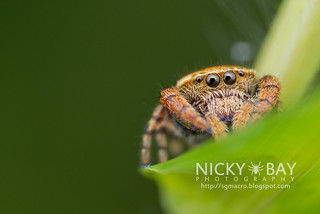 Jumping Spider (Rhene flavigera) - DSC_3681