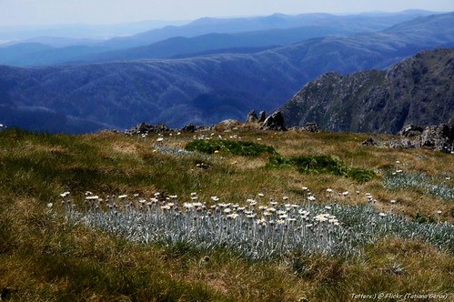 australia kosciuszkotrip nationalpark kosciuszko kosciusko celmisia celmisiacostiniana ladynorthcotegorge blue mountains landscape 30