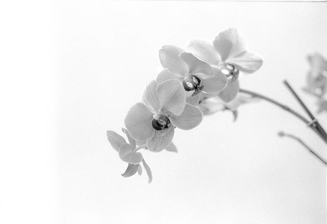Leaning Orchids [Canon AE-1P + FD 50mm f/1.8 test]