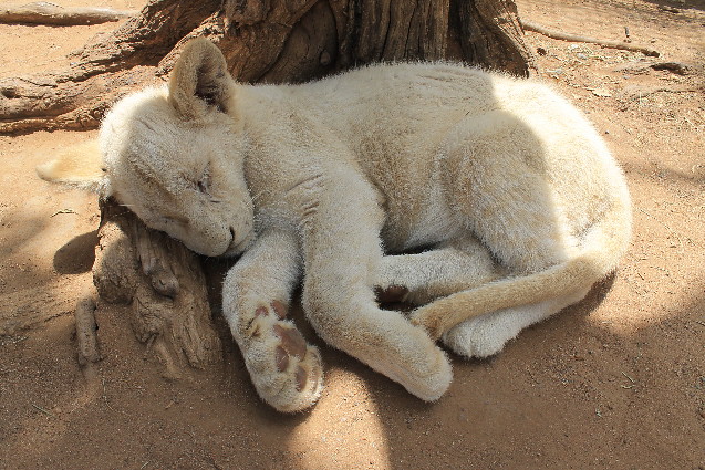 Baby Cub | This was a very grumpy kitty. | Jamie-Lynn Lotus | Flickr