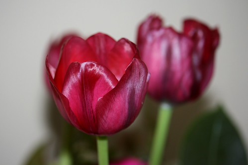 pink tulips | by dominotic