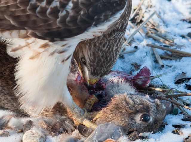 Red Tail Hawk Vs The Bunny 13