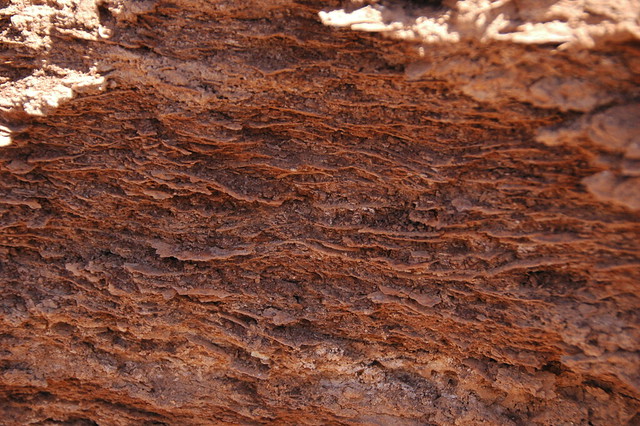 Gypsiferous red shale (thin, irregular gypsum plates in hematite-rich shale), Moenkopi Fm. (Lower Triassic), Virgin River Valley, near Zion National Park, sw Utah 1