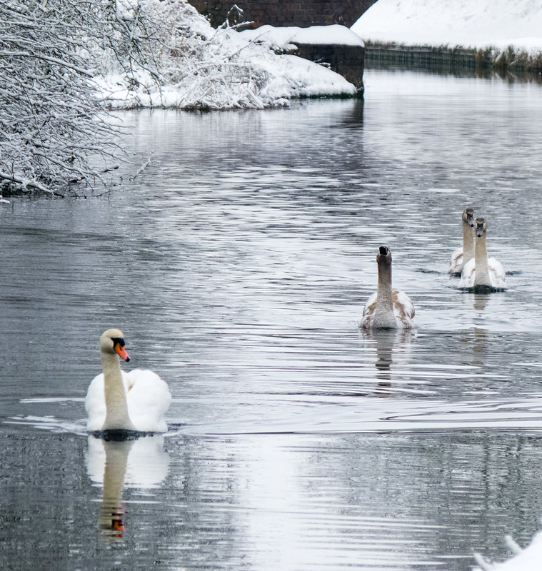 Family of swans approaching