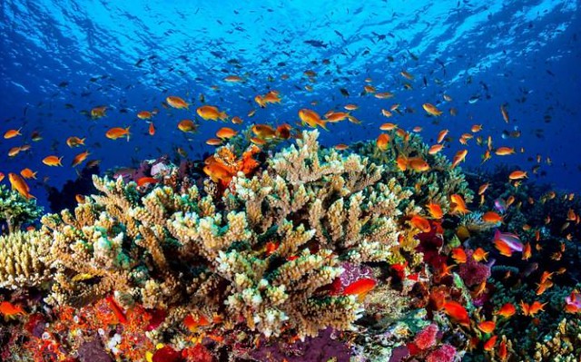 Great Barrier Reef- BBC website | Michael | Flickr