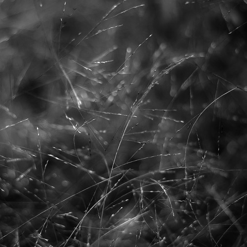 d5000 dof middleforksavanna nikon abstract blackwhite blackandwhite blur bokeh bw depthoffield grass landscape marshland monochrome natural noahbw prairie square summer wetlands marshlandgrasses