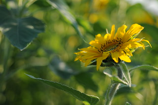 sunflower III