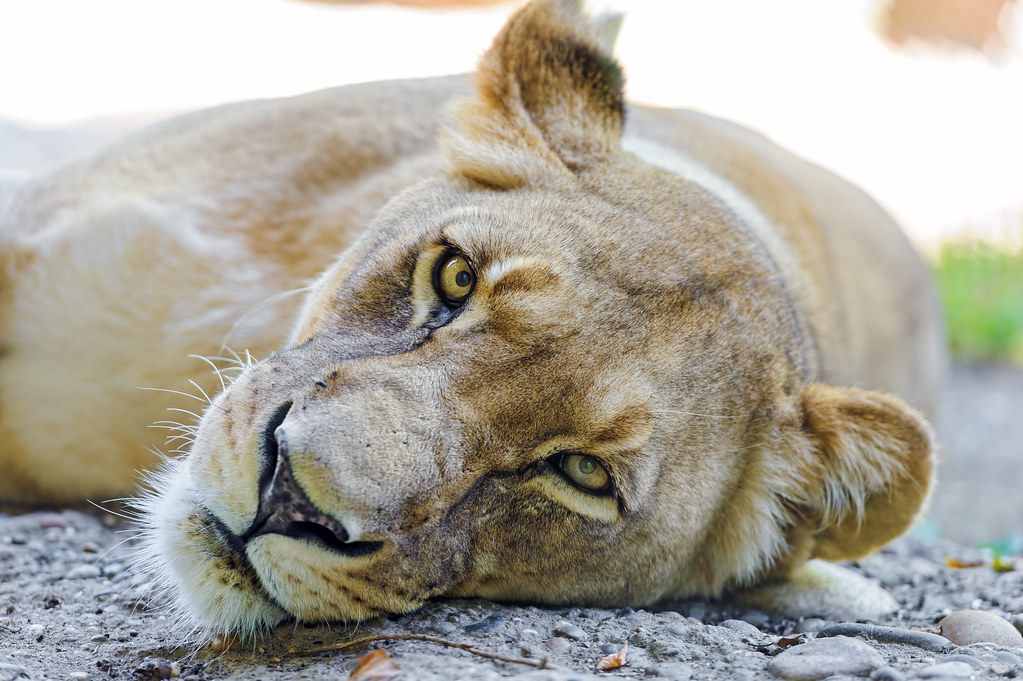 The lioness resting in the same position