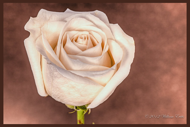 The Elegant Rose -Tonemapped using Photomatix.