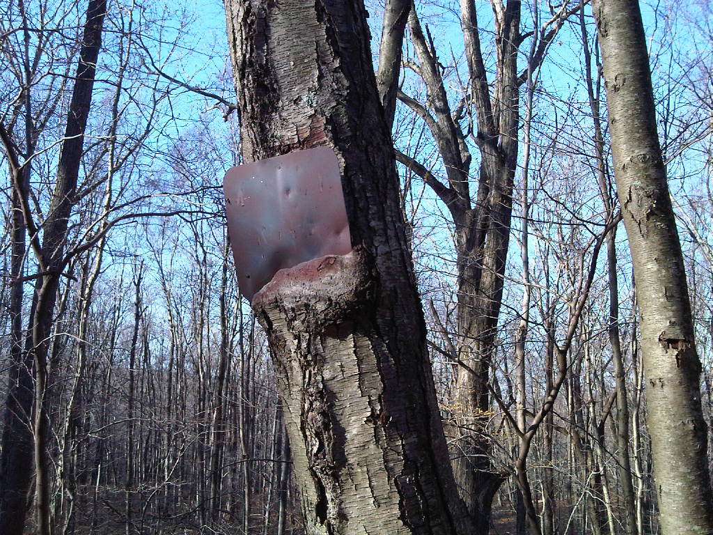 Fox Hill Trail, near Fire Tower Trail Races