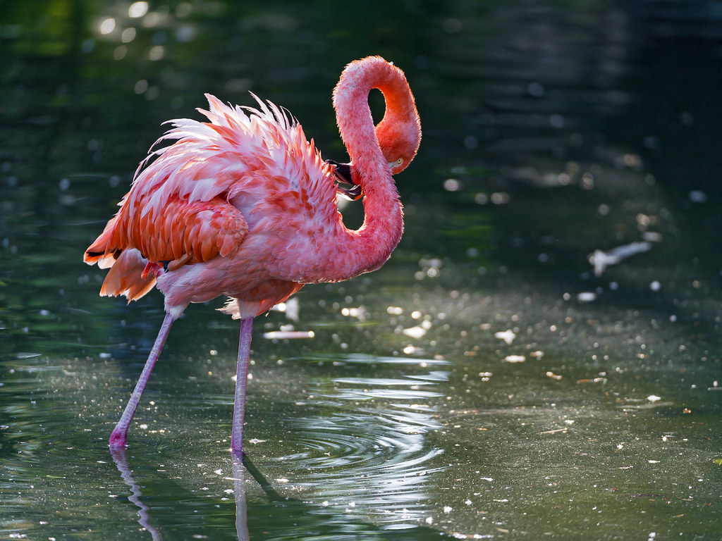 Pink flamingo in dark waters A pink flamingo walking in th… Flickr